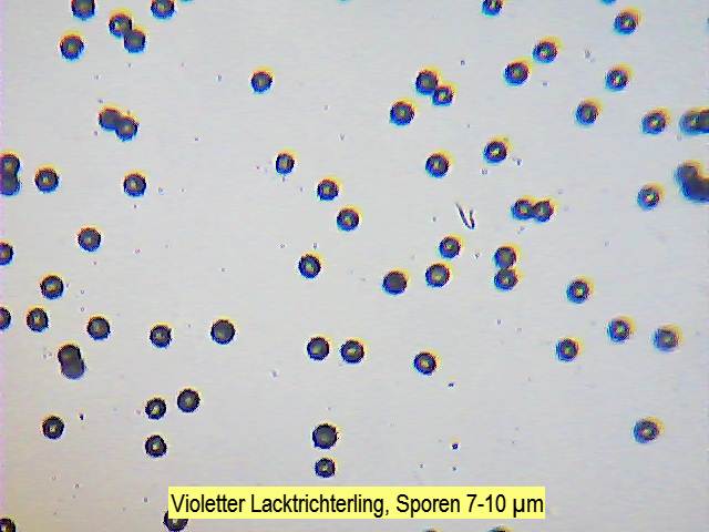 Sporen Violetter Lacktrichterling